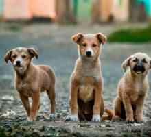 Capturarea câinilor fără stăpân: beneficii sau rău