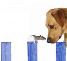 Otrăvirea unui câine cu otravă de șobolan: simptome și tratament
