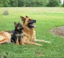Păstori germani: câți câini trăiesc în această rasă? Factori care afectează speranța de viață a…