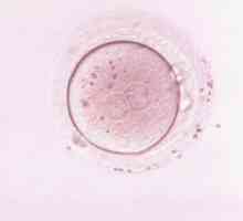 Ovogenesis este procesul de formare a ouălor. Spermatogeneza și oogeneza