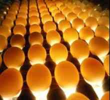 Ovoskopirovanie ouă de pui. Ovoscopia ouălor de pui în zile
