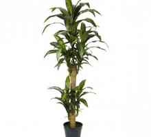 Palma yucca: cultivarea și îngrijirea. Caracteristici de îngrijire pentru palmierul yucca