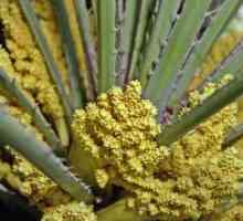 Palm polen: recenzii, aplicații, proprietăți, beneficii