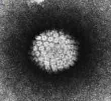 Infecția cu papilomavirus: informații de bază