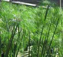 Papirus (plante): descriere și îngrijire