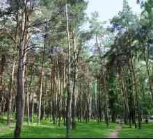 Park `Pines `- un basm cu giganți de pin de pe Centura de la Moscova