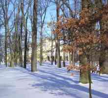 Parcurile din Sankt Petersburg: unde să mergeți pe timp de iarnă cu un copil și cu un câine