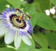 Pasiunea Flower Blue: Cultivarea și îngrijirea