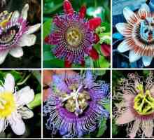 Passiflora comestibilă: trăsături de cultivare și fotografii