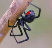 Spider negru văduvă - descriere, caracteristici și fapte interesante