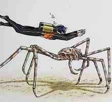 Spider-crab: trăsăturile distinctive ale acestui membru al familiei Arthropoda