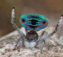 Păianjenul-păun este unul dintre cei mai neobișnuiți reprezentanți ai arahnidelor