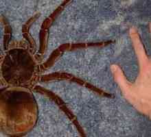 Spider-tarantula: întreținerea și îngrijirea (foto)