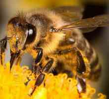 Apicul de Nord: caracteristici, proprietăți utile ale mierei și popularitate