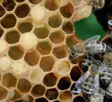 Bee fagure de miere. Proprietăți utile ale produselor naturale