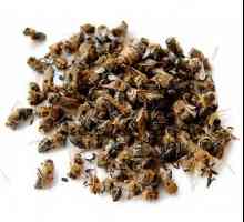Albinele pomor - un remediu universal pentru toate bolile