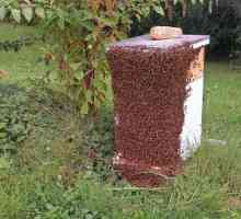 Apicultura: umflarea albinelor și măsuri de prevenire a acesteia