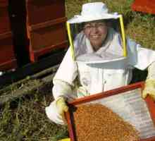 Albine: îngrijirea albinelor în timpul iernii. Tehnologia îngrijirii albinelor în iarnă și primăvară