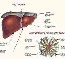Lobulele hepatice: structura și funcția