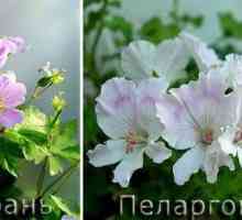Pelargonium și geranium: diferență, îngrijire la domiciliu, tipuri și recenzii