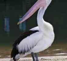 Pelican, pasăre: descriere și caracteristici. Pink, negru și alb și pelicani buclat