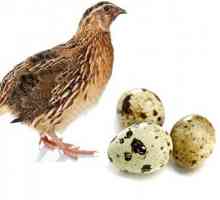 Ouă de prepeliță pe stomacul gol: beneficii și rău