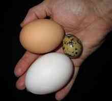 Ouă de prepeliță: proprietăți utile pentru femei și bărbați