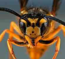 Hymenoptera: descriere, specie, principalii reprezentanți și structura