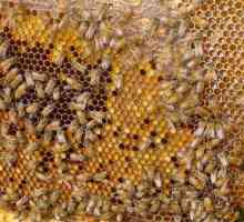 Ambrosia. Proprietăți utile ale produsului de albine