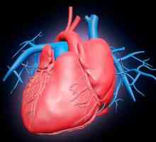 Perioadele și fazele ciclului cardiac: tabel. Ce se întâmplă în fiecare fază a ciclului cardiac