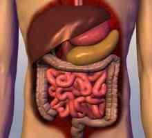 Sistemul digestiv uman: structura și funcția (foto)