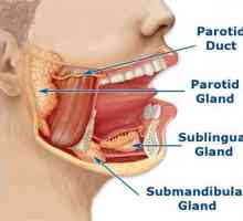Glandele digestive: structura și funcția