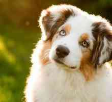 Canini de câini, Ekaterinburg: în cazul în care pentru a găsi un prieten?