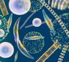 Planctonul este ceva ușor, care plutește liber în apă?