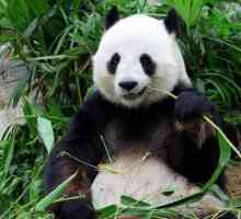 "Plush" poartă. Ce mănâncă panda?
