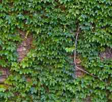 Ivy de gradina evergreen: descriere, cultivare, reproducere