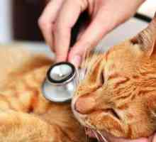 Pneumonia intr-o pisica: simptome si tratament
