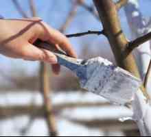 Căderea pomilor fructiferi în toamnă este o condiție prealabilă pentru un izvor cald de iarnă și…