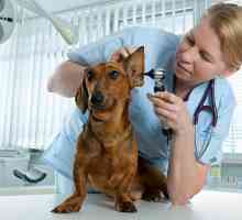 Почечная недостаточность у собаки: симптомы, стадии, лечение и прогноз
