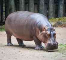 De ce este un hipopotam numit cal de râu?