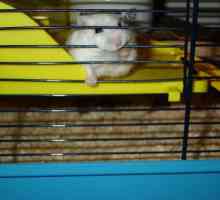 De ce un hamster umfla cușca: cauzele comportamentului nedorit și corecția acestuia