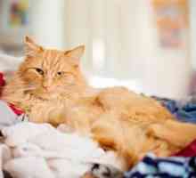 De ce pisica se înghesuie în pat: motivele și căutarea soluțiilor. Cum să ridici o pisică
