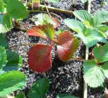 De ce blush frunzele de căpșuni? Cauze și tratament
