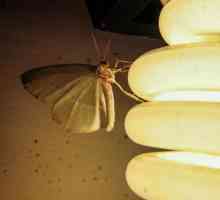 De ce o molie zboară spre lumină? Ce este gândirea naturală?