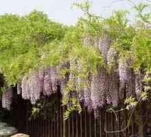 De ce wisteria nu înflorește: trăsături de cultivare, recomandări și recenzii