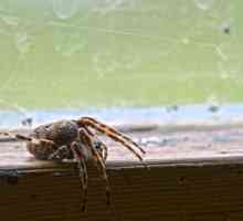 De ce să nu ucizi un păianjen în casă? Simboluri populare