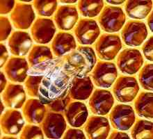 De ce apare o albină după o mușcătură și care sunt consecințele acesteia pentru o persoană