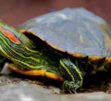 De ce țestoasele cu ureche roșie sclipesc: cauze și îngrijirea corespunzătoare a animalului