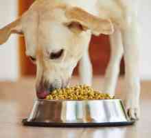 De ce câinele nu mănâncă alimente uscate și cum să-l învețe?