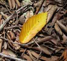 De ce scade frunza ficusului. Ficusul devine galben și cade